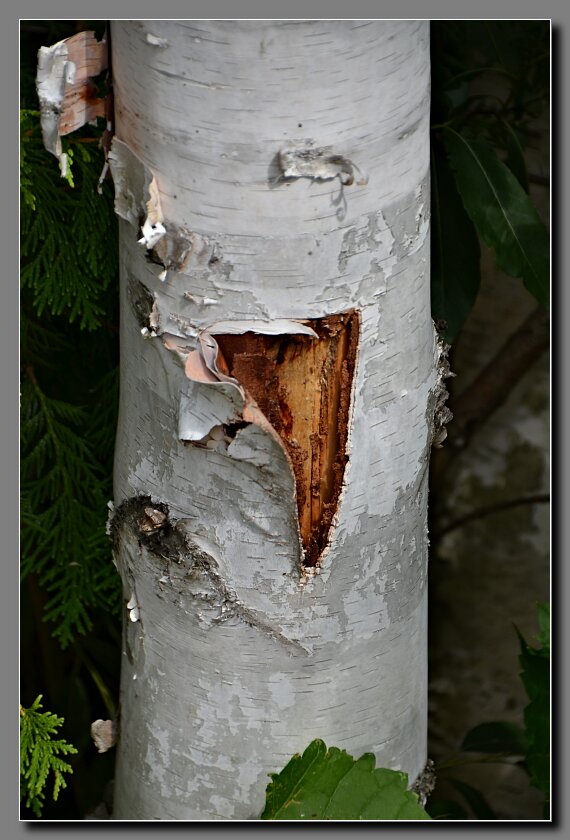 Birch trunk